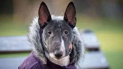 CASSOWARY Футболка с бультерьером тай-дай Cassowary TDT029 Bullterrier