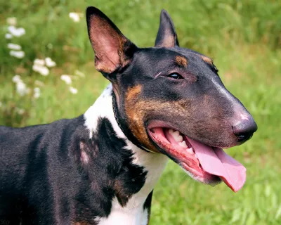 Бультерьер миниатюрный (Miniature Bull Terrier) - это игривый, смелый и  энергичный пес. Описание, фото, отзывы.