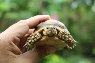 В Московском зоопарке впервые появилась на свет редчайшая лучистая черепаха  / Новости города / Сайт Москвы