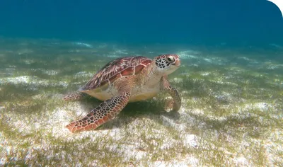 Пляжи где можно увидеть морских черепах на Шри-Ланке, пляж куда выходят  черепахи