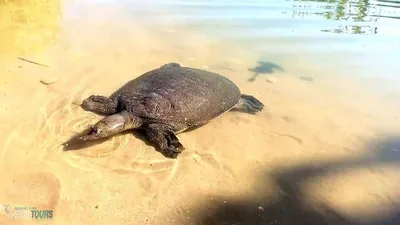 Искусство замедленной съемки: восхитительные встречи с загадочными водными  черепахами | Премиум Фото