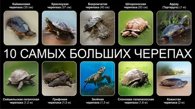 Village des Tortues du Var - это  черепах для знакомства с ними