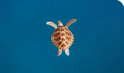 морская черепаха в воде плавающей у берега, красивая картинка с морскими  черепахами, черепаха, морская черепаха фон картинки и Фото для бесплатной  загрузки