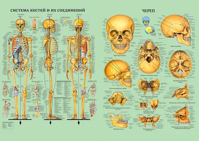 Плакат "Скелет человека и строение черепа" (1 шт, формат А1,  ламинированный). Комплект из 2 штук - купить с доставкой по выгодным ценам  в интернет-магазине OZON (506441573)