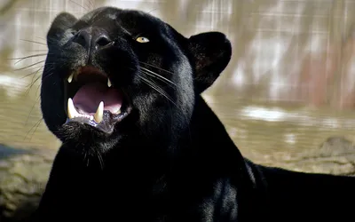 7 Фактов о черной пантере | ⚜Ка҉т҉ю҉ш҉а҉⚜️ | Дзен
