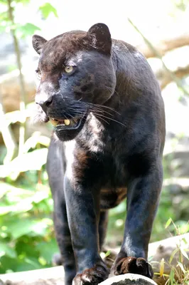 Эластичный костюм Черной Пантеры