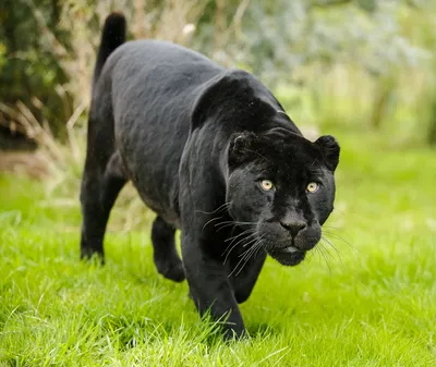 изображение черной пантеры головой вниз в поле, картинка черная пантера,  черный, пантера фон картинки и Фото для бесплатной загрузки