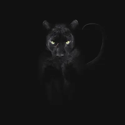 Грациозное и вальяжное животное - черная пантера | Удивительный мир  животных | Блог | Дзен