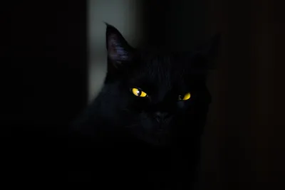 Топ пород черных кошек - Питомцы 