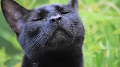 Black Cat Roar - Best HTC One M9 wallpaper to download | Черные котята, Черная  кошка, Морды животных