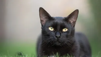 Полка с черными кошками в …» — создано в Шедевруме