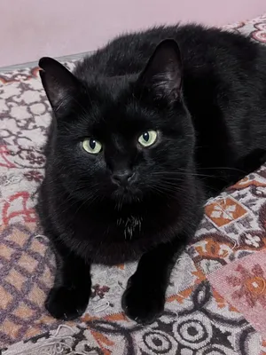 Дурная слава | 10 фактов о черных кошках, которые вы не знали - Питомцы  