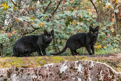 : Почему люди верят в то, что черные кошки приносят неудачу