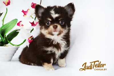 Royal Canin Chihuahua Puppy сухой корм для щенков породы чихуахуа - 1,5 кг  - купить в Москве | КотМатрос