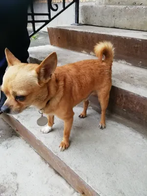 Чихуахуа: описание породы, 🐕 характеристики, плюсы и минусы