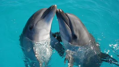 Картина с дельфинами "Дельфины на рассвете". Морской пейзаж в  интернет-магазине Ярмарка Мастеров по цене 4000 ₽ – NYKMSBY | Картины,  Самара - доставка по России