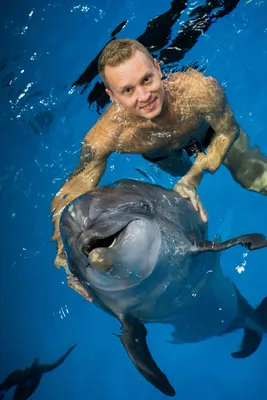 Картина с дельфинами "Дельфины на закате". Пара дельфинов в  интернет-магазине Ярмарка Мастеров по цене 3000 ₽ – IYWY5RU | Картины,  Самара - доставка по России