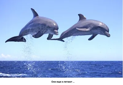 Тренер рассказала о нынешней судьбе выброшенных в Черное море ручных  дельфинов - МК