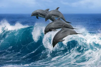 Экскурсия Купание с дельфинами в Шарм-Эль-Шейхе по цене $65