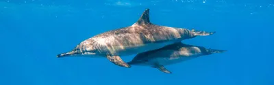 Туристам посоветовали быть осторожными при контакте с дельфинами.   г. Телеканал «Краснодар»