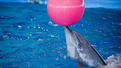 Плавание-купание с дельфинами - «Мечты сбываются! Невероятные эмоции и  впечатления от плавания с дельфинами ♡ Совместный фотосет с дельфинами ♡ »  | отзывы