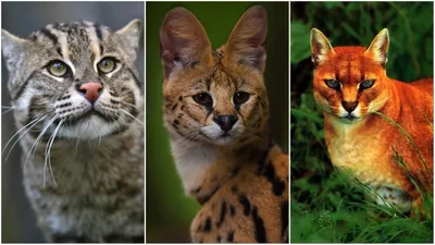 Хищник по соседству: 6 видов диких кошек в США, которых можно встретить во  время прогулки - ForumDaily