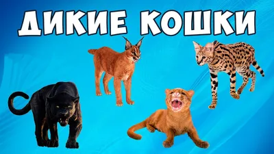 Дикие кошки Австралии