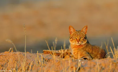 Дикие кошки: Леопардовая кошка (Prionailurus Felis)