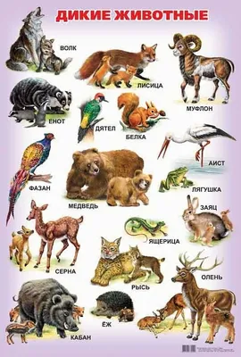 Картинки домашних животных, Дикие животные, Животные