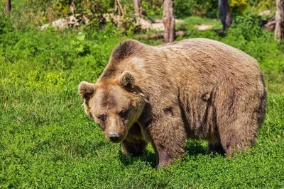 7 уникальных животных, которые поражают своим видом - фото | Новости РБК  Украина