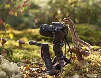 Фото жизнь - форум - С Днем фотографа!