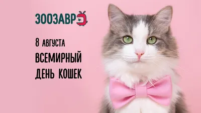 Всем котиков! Отмечаем 8 августа — Всемирный день кошек | Детский мир | Дзен