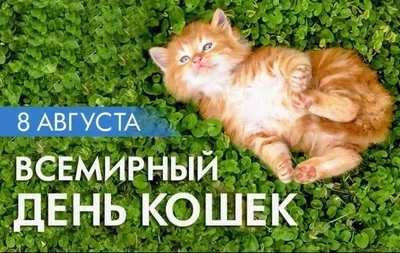 Всемирный день кошек!