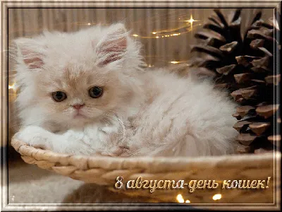 8 августа - Всемирный день кошек. Почему же мы их так любим - Российская  газета