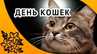Открытки и картинки в День кошек  (62 изображения)