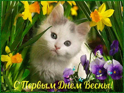 С ДНЕМ КОШЕК! 💐😸🐾 8 августа | Открытки, Картинки, Кошачьи фотографии