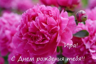 🌸☀️🥀🍃💝🌿🥀☀️🌸 ИРИНЕ! | С днем рождения, День рождения, Праздник