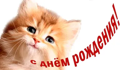 Открытка Средняя Котёнок! С Днем Рождения! 126х182 10 экз. 1802516