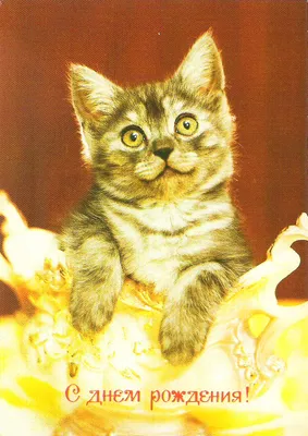 Иллюстрация Милый и счастливый кот несет именинный торт и воздушные