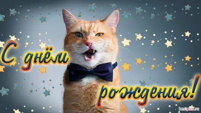 День рождения котенка. День кошки. милый кот на торте со свечкой.  поздравительные открытки день рождения или Стоковое Изображение -  изображение насчитывающей поздравление, приглашение: 258219887