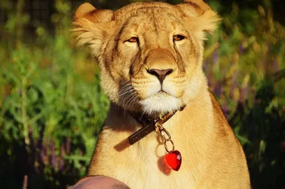 Поздравительная открытка или баннер с днем рождения. Забавно, день рождения  льва с подарками. Партия дикого животного. Персонаж му Иллюстрация штока -  иллюстрации насчитывающей немного, элемент: 185161478