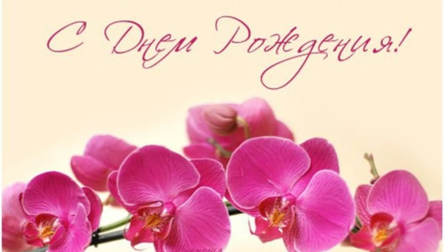 Скачать обои Открытка, День Рождения, орхидея, розовый цветок на рабочий  стол из раздела картинок С Днем Рождения Женщине