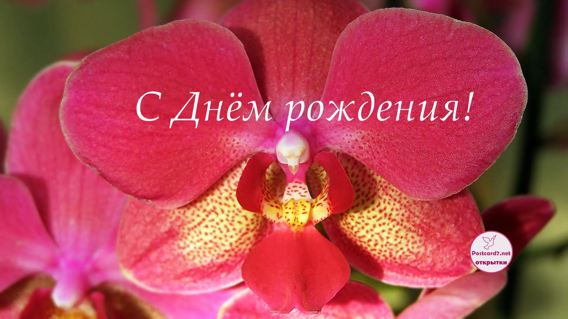 Картинки по запросу с днем рождения елена | Beautiful flowers images,  Orchid wallpaper, Beautiful flowers