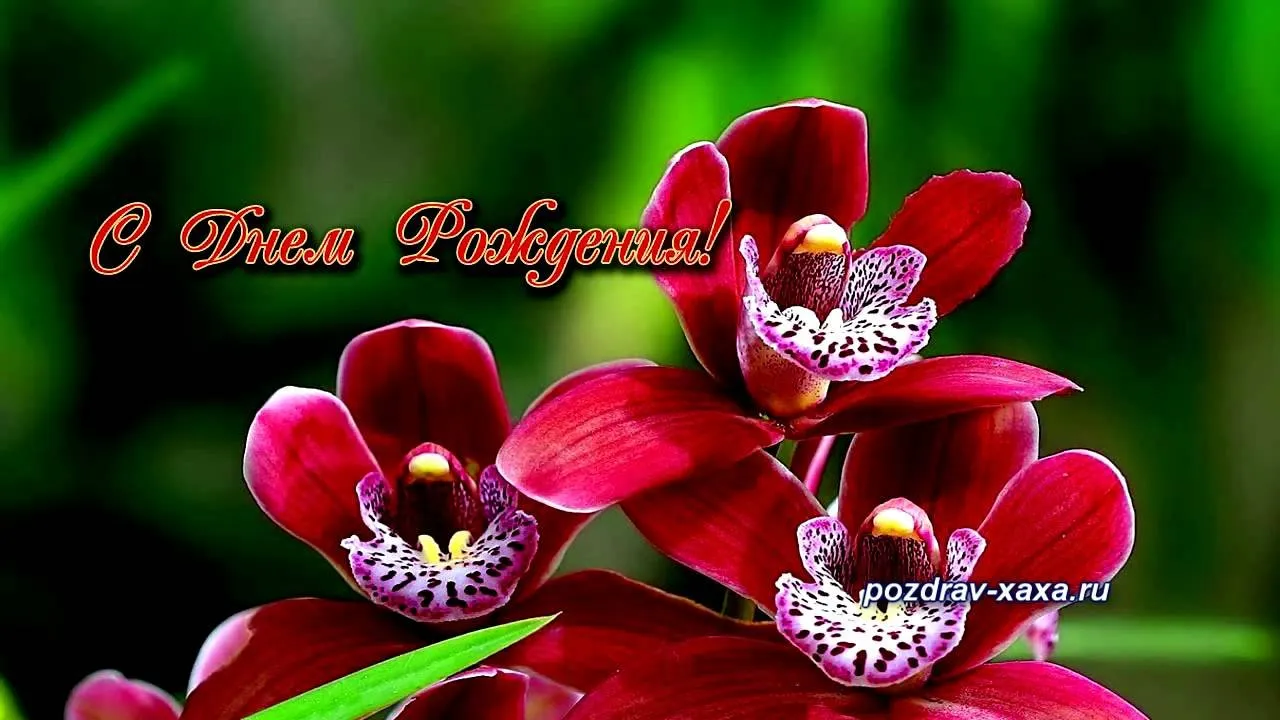 Цветочная Орхидея, поздравительная открытка с конвертом, 3D Цветочная  открытка, свадебное украшение, день рождения, День благодарения, подарки на  день Святого Валентина | AliExpress
