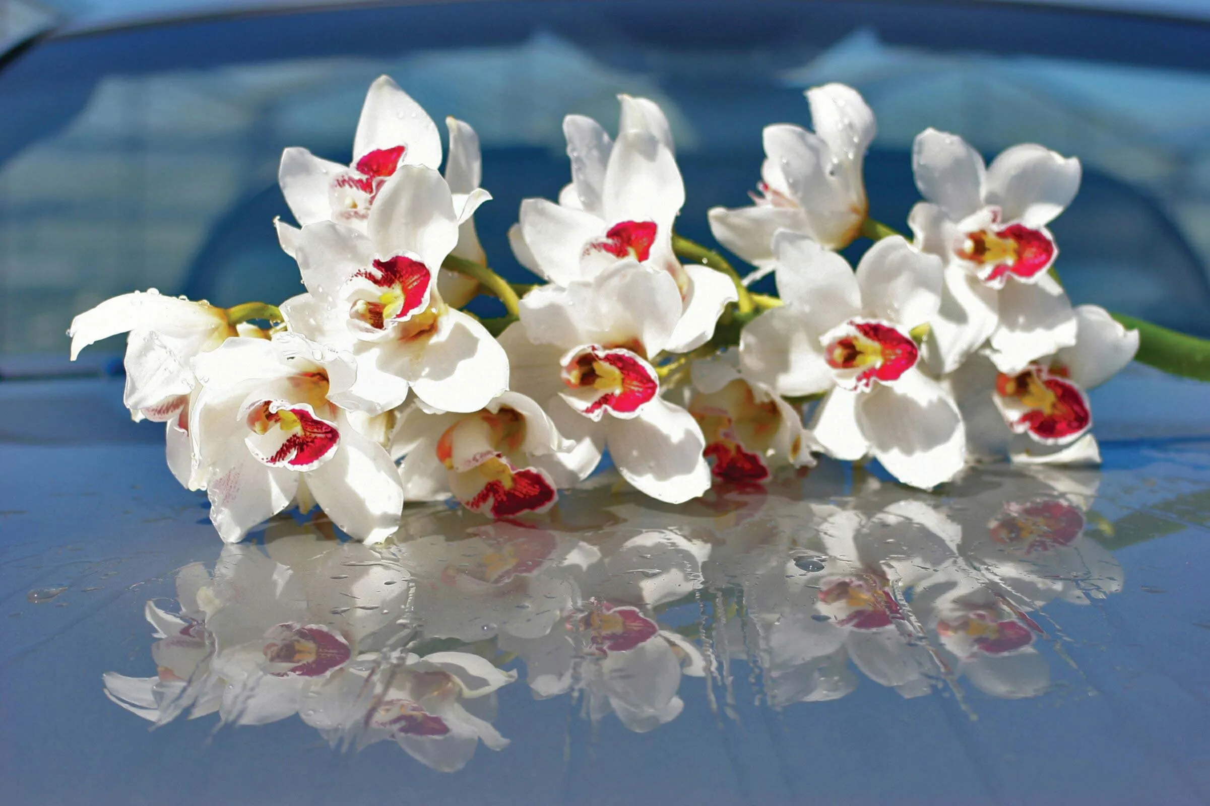 Букет орхидей с днем рождения - фото и картинки 