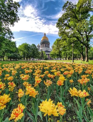 Красивые картинки с Днем Санкт-Петербурга (30 фото) скачать бесплатно