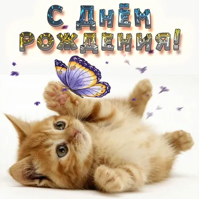 Предпросмотр схемы вышивки «С Днем Рождения!С котиком.» (№2040685) -  Вышивка крестом