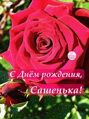 Поздравляем Асеева Александра Александровича с Днем рождения!