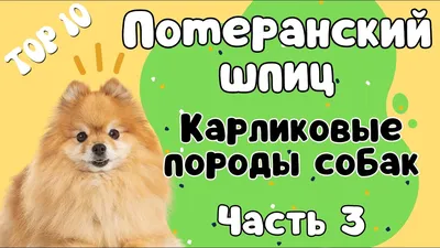 Померанский шпиц (Pomeranian) (Породы собак) собака шпиц, карликовый шпиц,  типы померанских шпицев, щенки шпица, купить шпица, шпиц цена, померанский  шпиц фото, щенки померанского шпица Энциклопедия о животных 