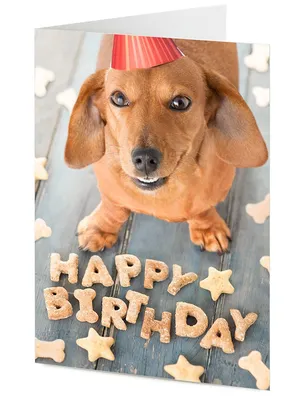 с днем рождения | Happy birthday dachshund, Dog birthday wishes, Funny  birthday cards